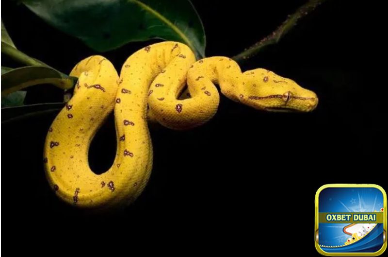 Chiêm bao thấy rắn vàng chung chung