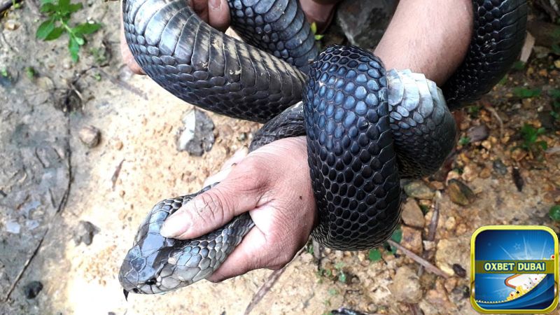 Ngủ mơ thấy bắt được rắn rồi đem đi phóng sinh