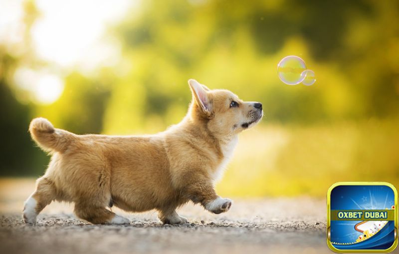 Nằm mơ thấy chó đánh số mấy?