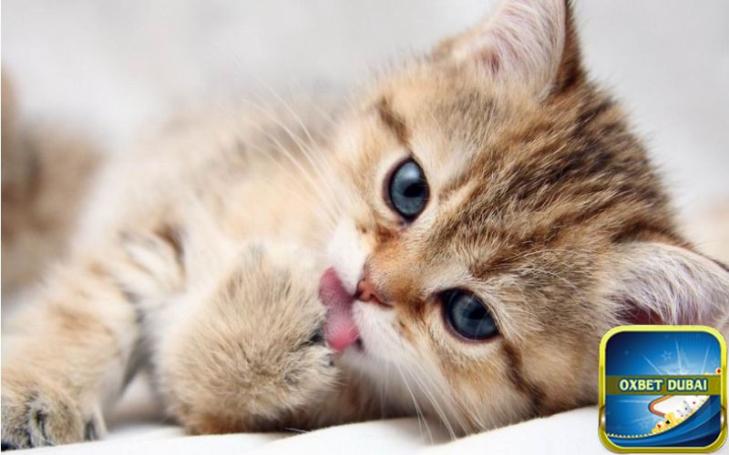 Mộng thấy mèo con