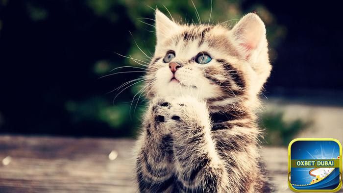 Nằm mơ thấy mèo đánh con gì trúng lớn?