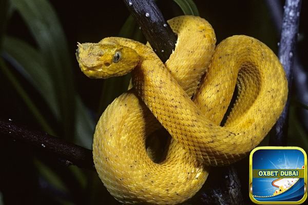 Nằm mơ thấy nhiều rắn vàng chết